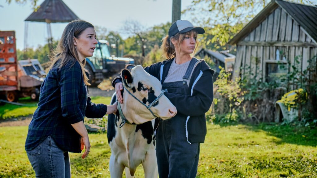 Cows Photo 1 1024x576